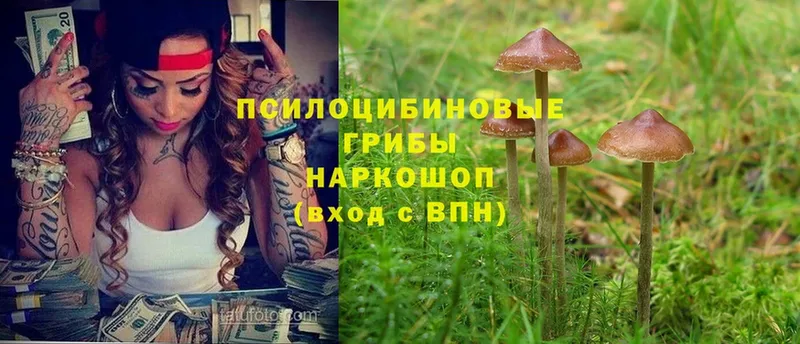 Псилоцибиновые грибы Psilocybe  купить  цена  Кологрив 